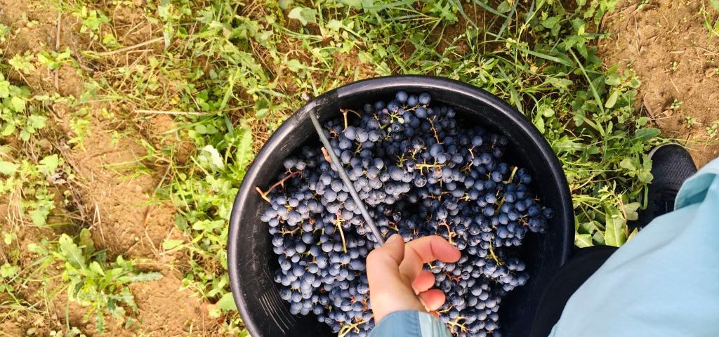 a hand holding a bucket of Cabernet Sauvignon berries