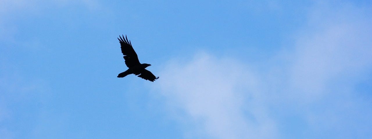 Raven against blue sky.