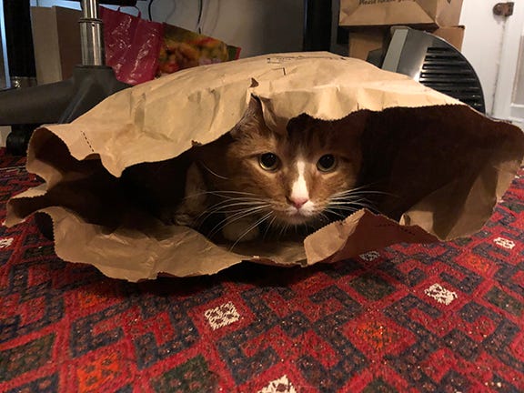 A cat peeking out from inside a paper bag.