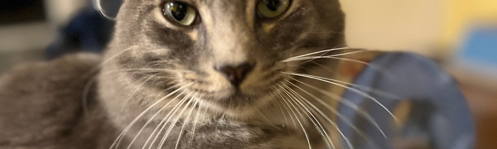 gray tabby cat with long whiskers and ear tufts staring at camera.