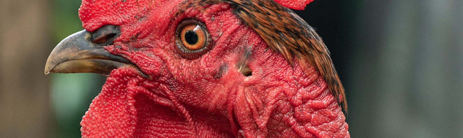 Profile of angry-looking red rooster