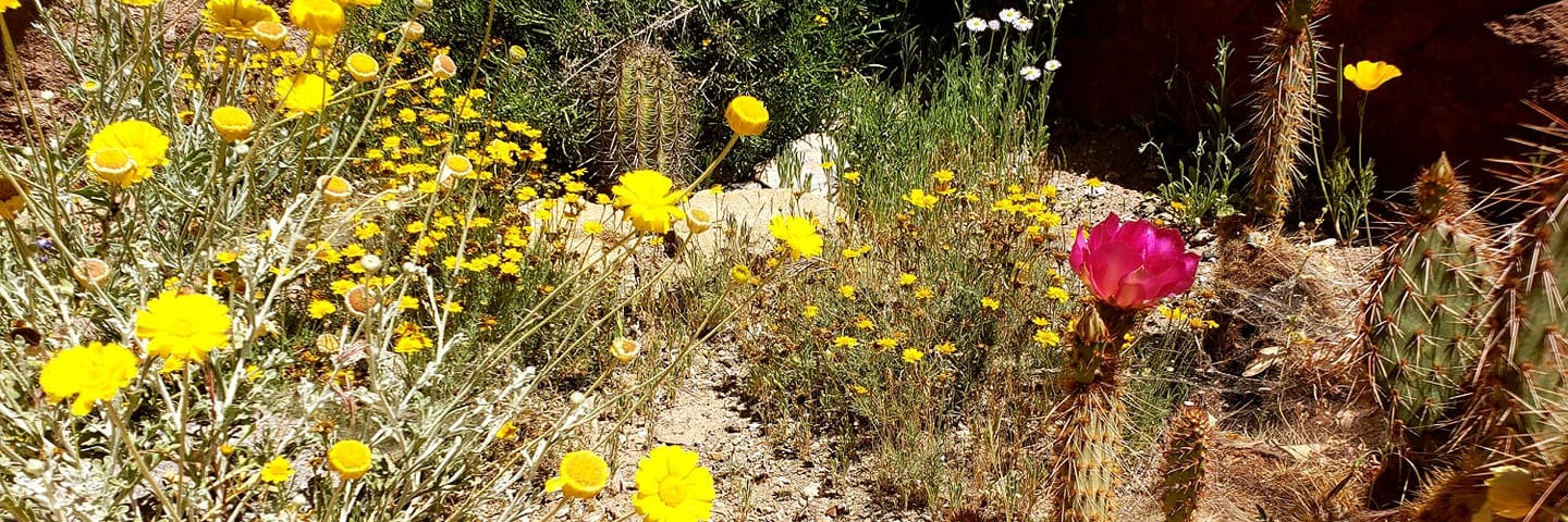 Yellow wildflower and a pink cactus bloom.