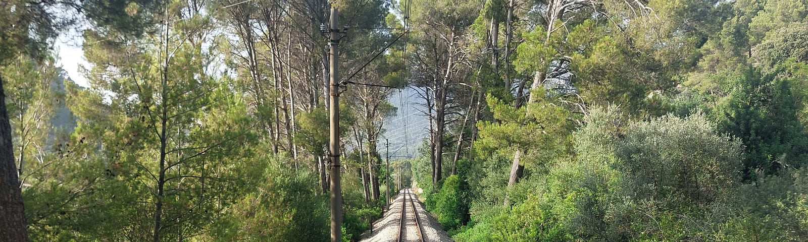 Train tracks leading into a green forest