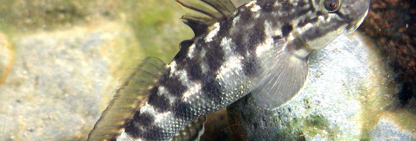 A silver fish with black spots sits on the bottom of a river. Below it are rocks.