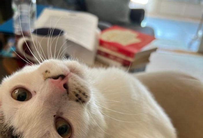 Benny the cat is happy on my lap. Photo by Ellie Jacobson