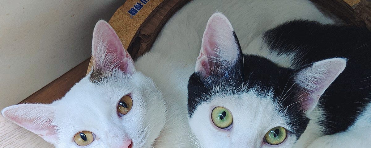 Two cats in a basket