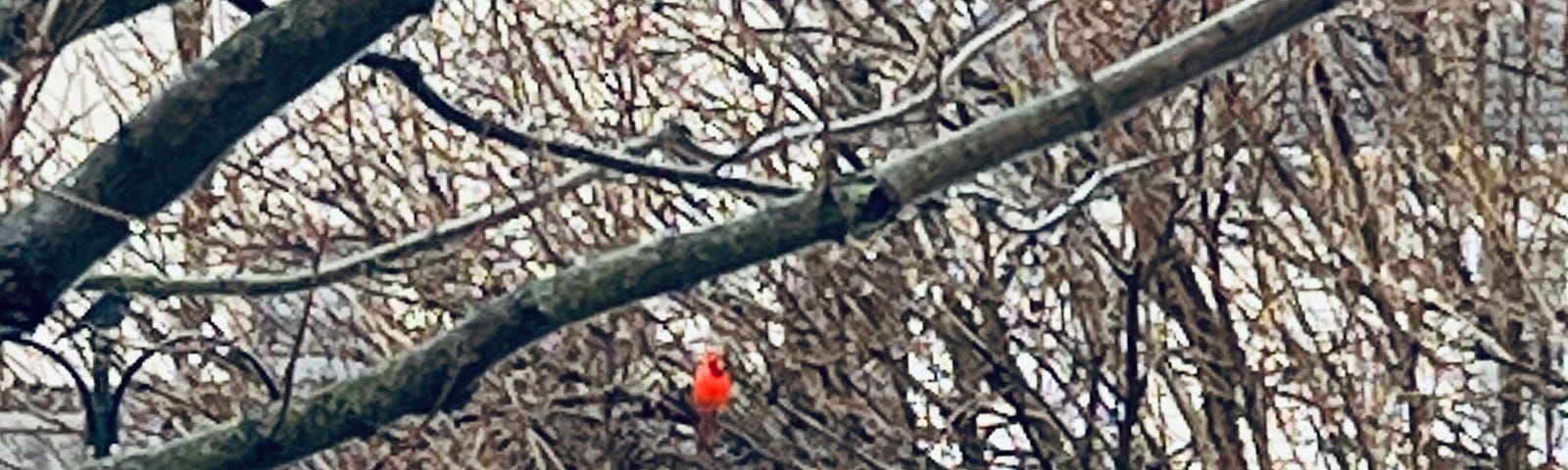 Backyard author photo of a male cardinal perched in barren lilac bushes.