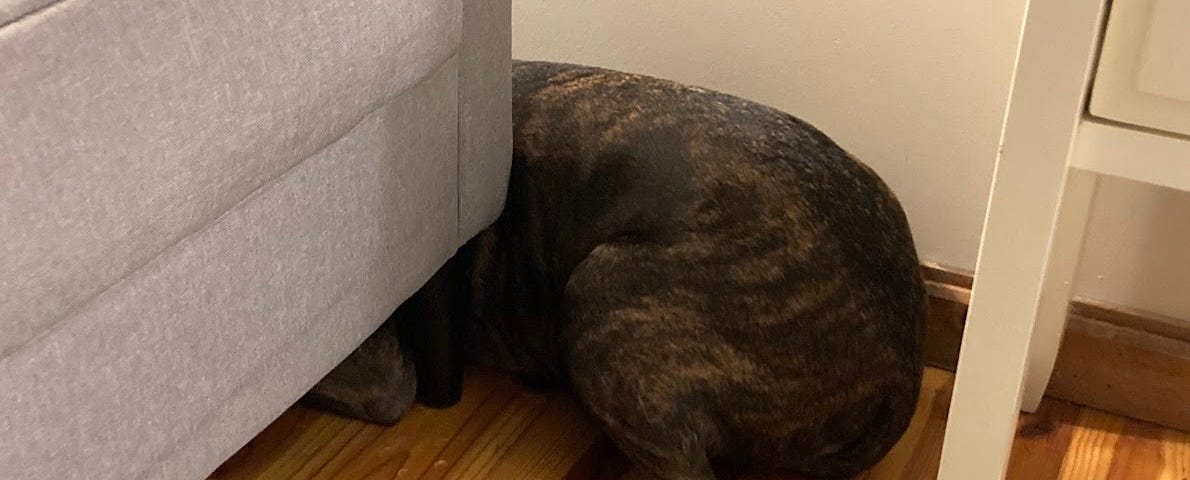 My dog Pixie hiding her head under the sofa