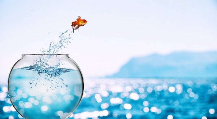 Goldfish jumping out of fish bowl near open water.