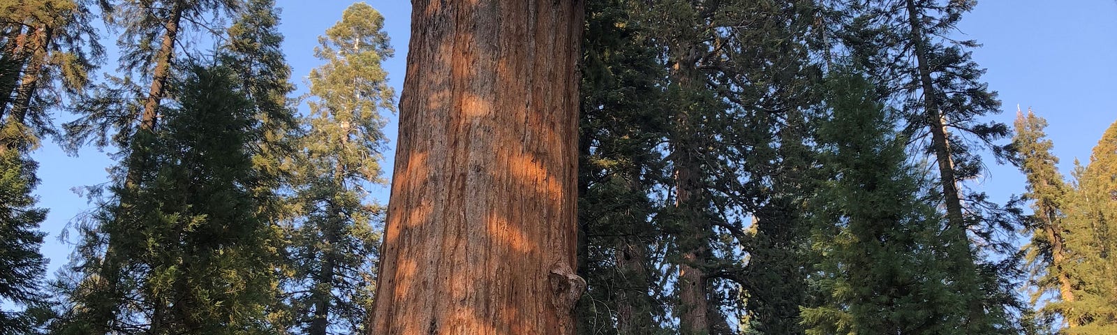 A giant redwood Sequoia tree with people at the base looking like ants