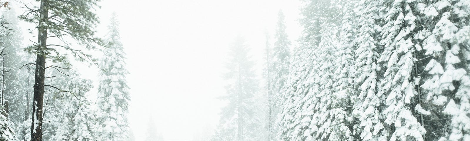 Person looking back into the snowy woods