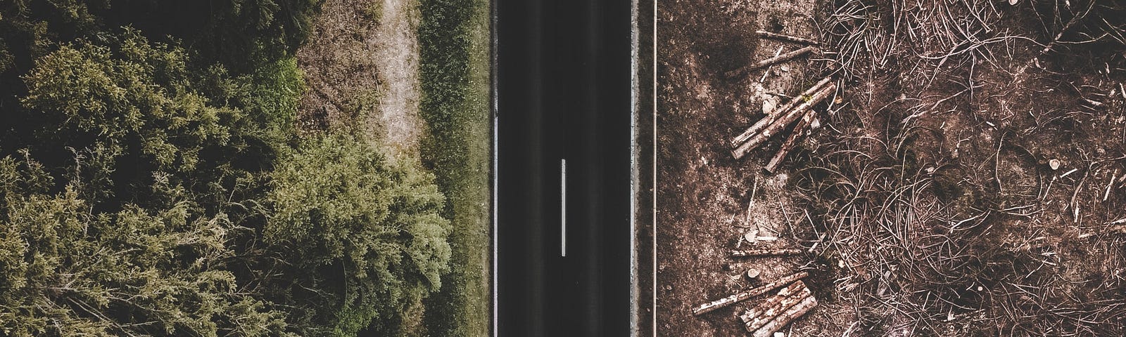 Colour photograph of a road with green pine forest on left and deforested trees and brown soil on right.