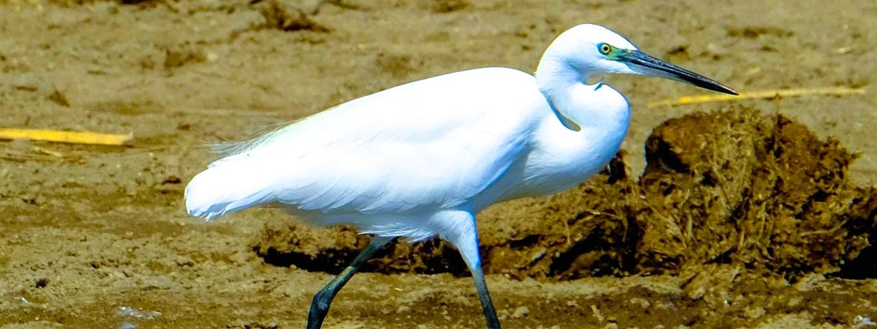 A white Egret  bird with yellow feet walking