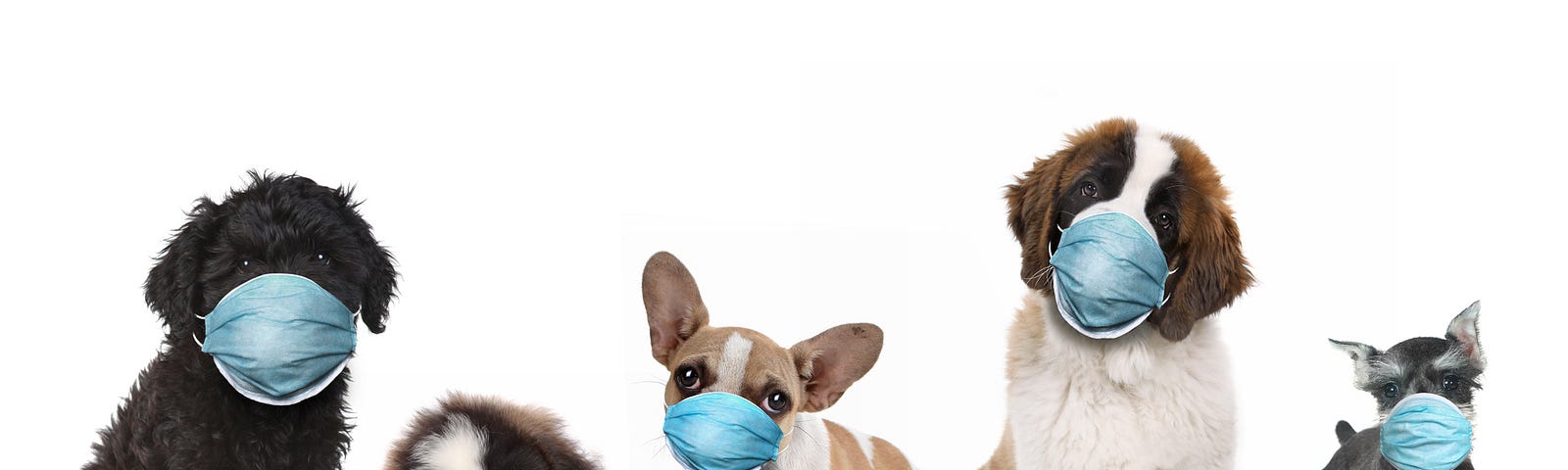 Five dogs wearing face masks