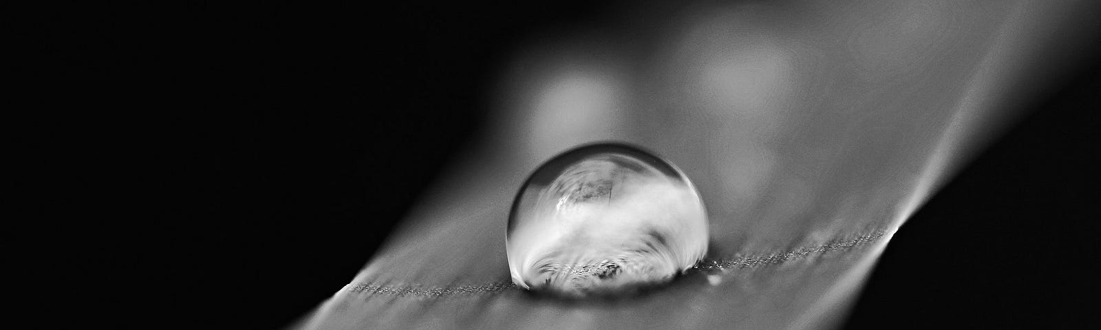 a drop of water on a leaf