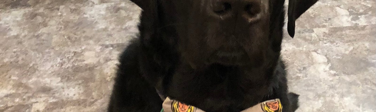 a picture of Cooper, a black lab, wearing a bow tie