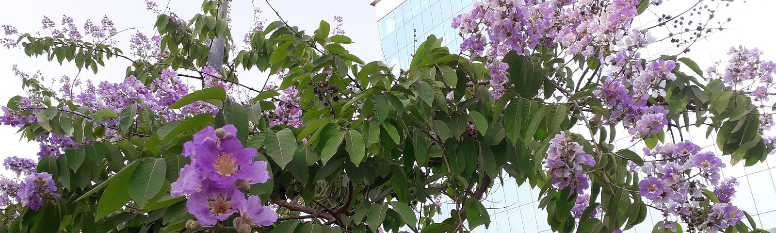 A tree with mauve flowers