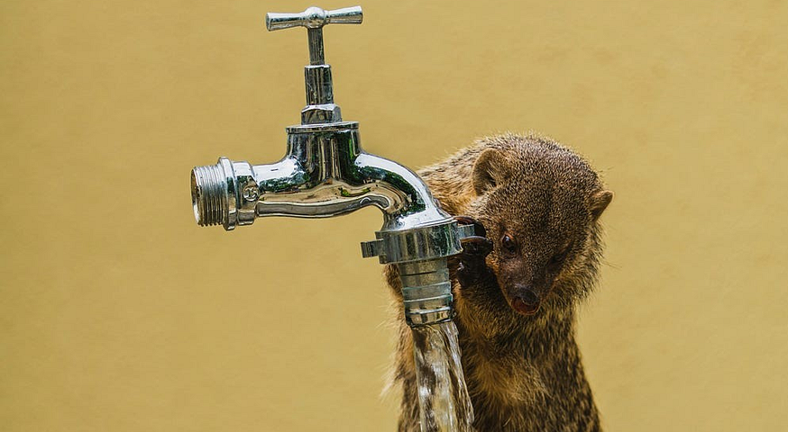 A rat holding on to a water tap