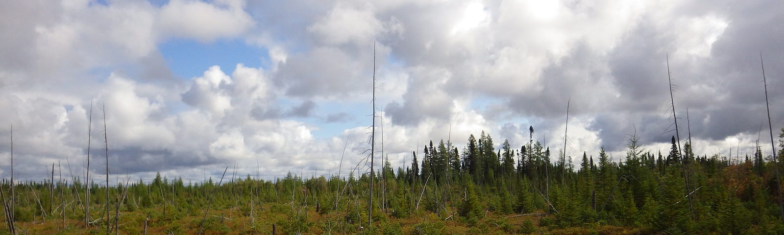 Image of Canadian peatland.