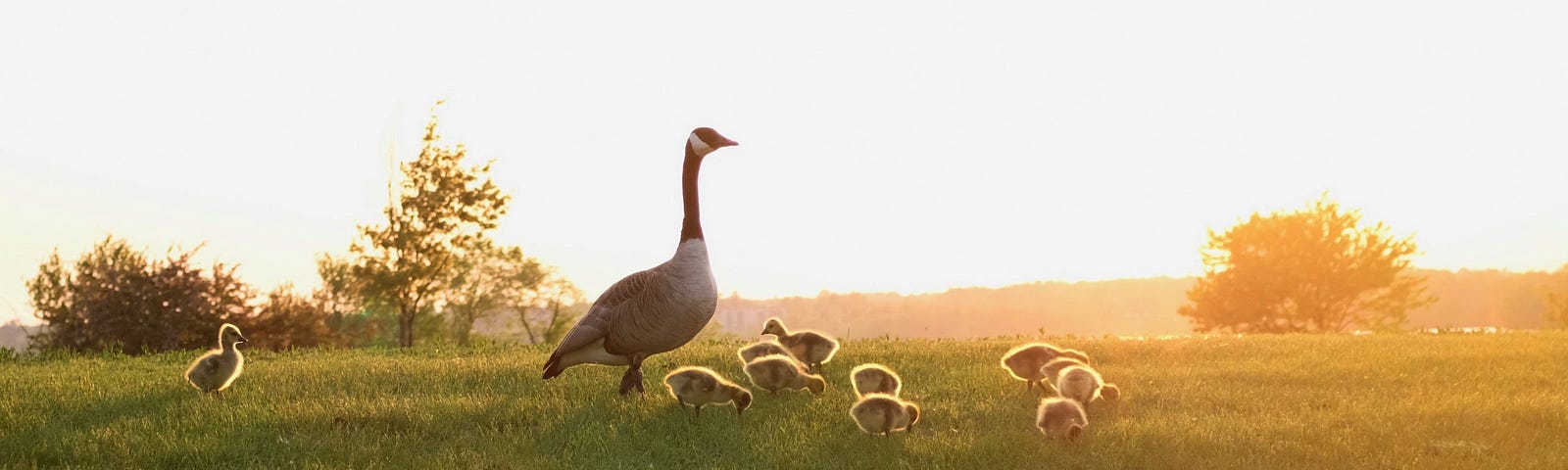 Mother Goose Watching Over Goslings — Andrew Rashotte
