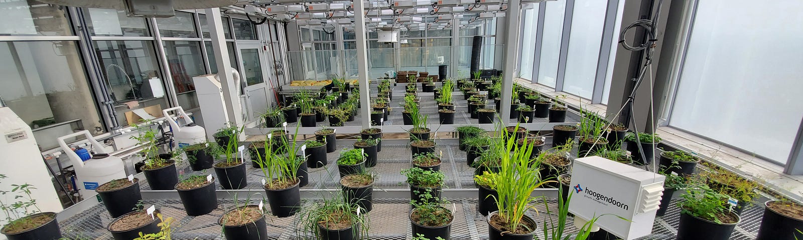 A variety of potted plants are laid out in rows atop a metal grate in a greenhouse.