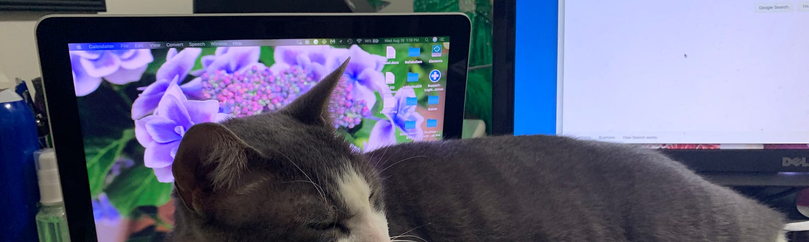 My cat Gandalf sleeping in front of my computer monitor