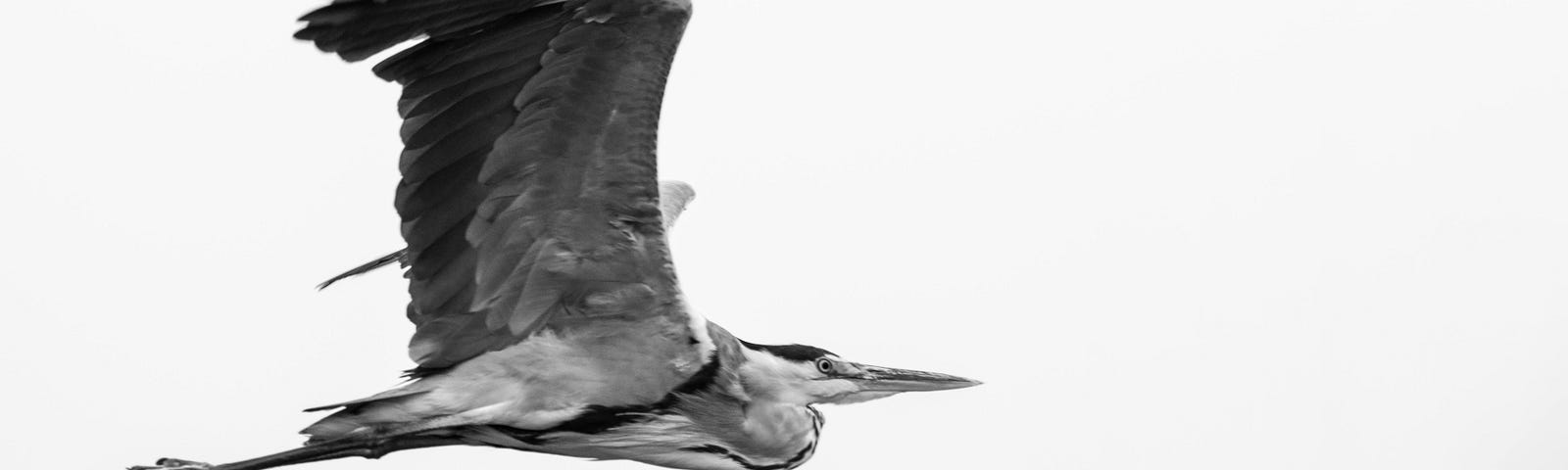 back and white photo of flying heron