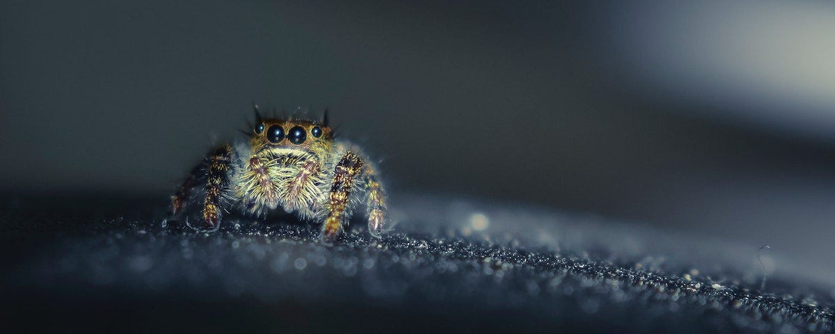 A close-up of a cute, tiny, hairy spider with glossy, black eyes.