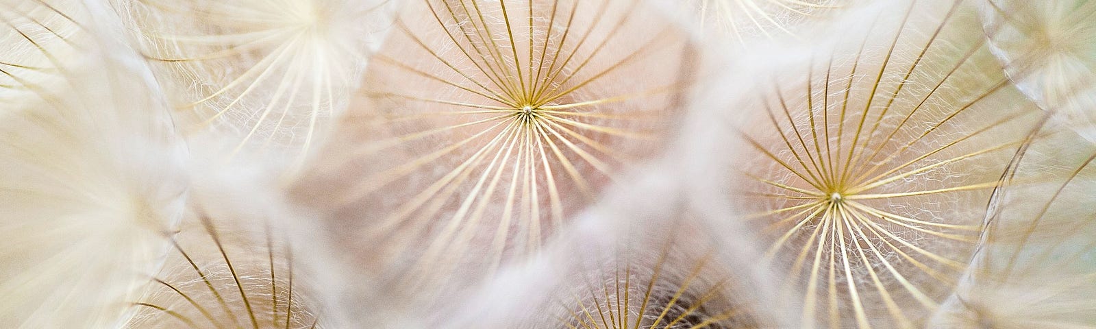 Photo of a kaleidoscope view of a dandelion from Unsplash