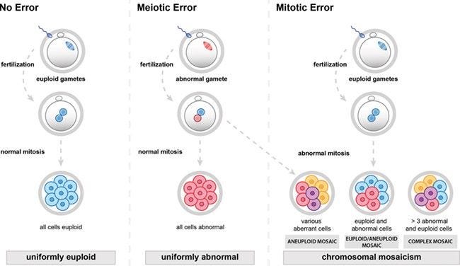 Human preimplantation embryos based on their chromosomal status. Left: euploid, no errors. Middle: aneuploid (abnormal). Right: a mitotic error leads to chromosomal mosaicism. The embryo may harbor both euploid and abnormal cells.