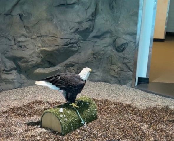 Eagle pooping on a log at the National Eagle Center in Wabasha, Minnesota. Photo by Ellie Jacobson.