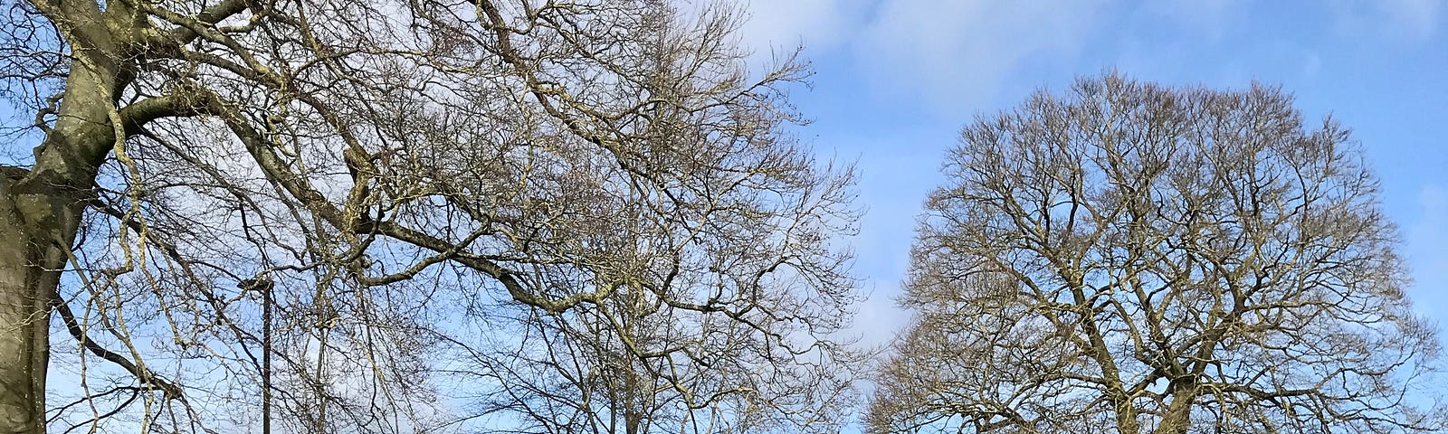 Beech trees at Sydney Gardens