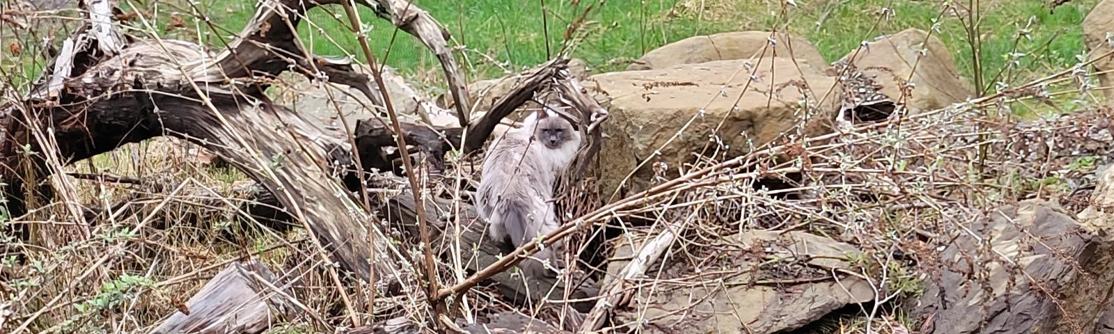 cat on the ground amongst dead trees