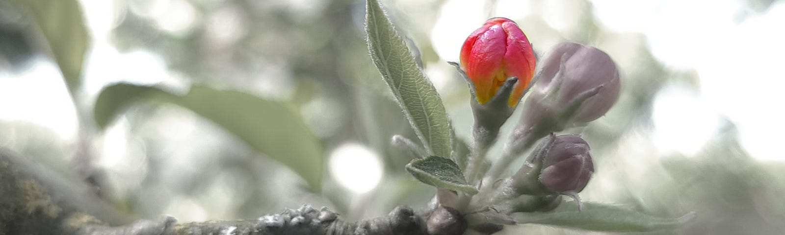 An apple blossom bud in an inchoate state