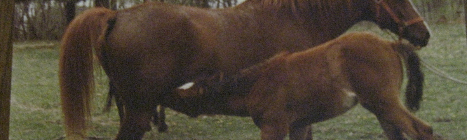 Photo of author’s arabian foal with its mother.
