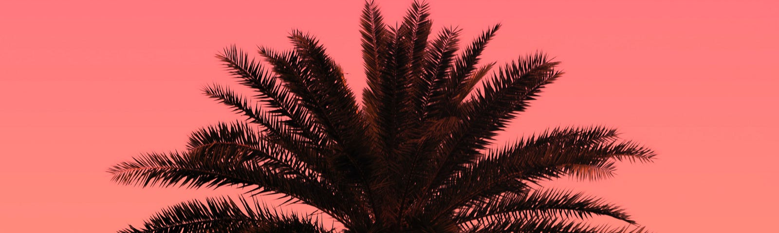 palm tree in sunset. symbolic image used to represent psychological schools