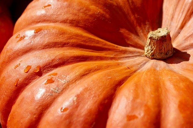 close up of an orange pumpkin stem
