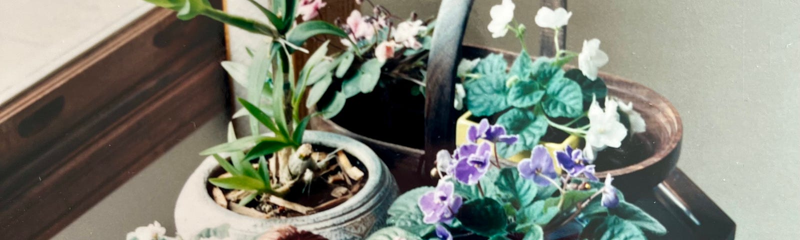 Potted plants near a sunlight window, including many flowering African violets.