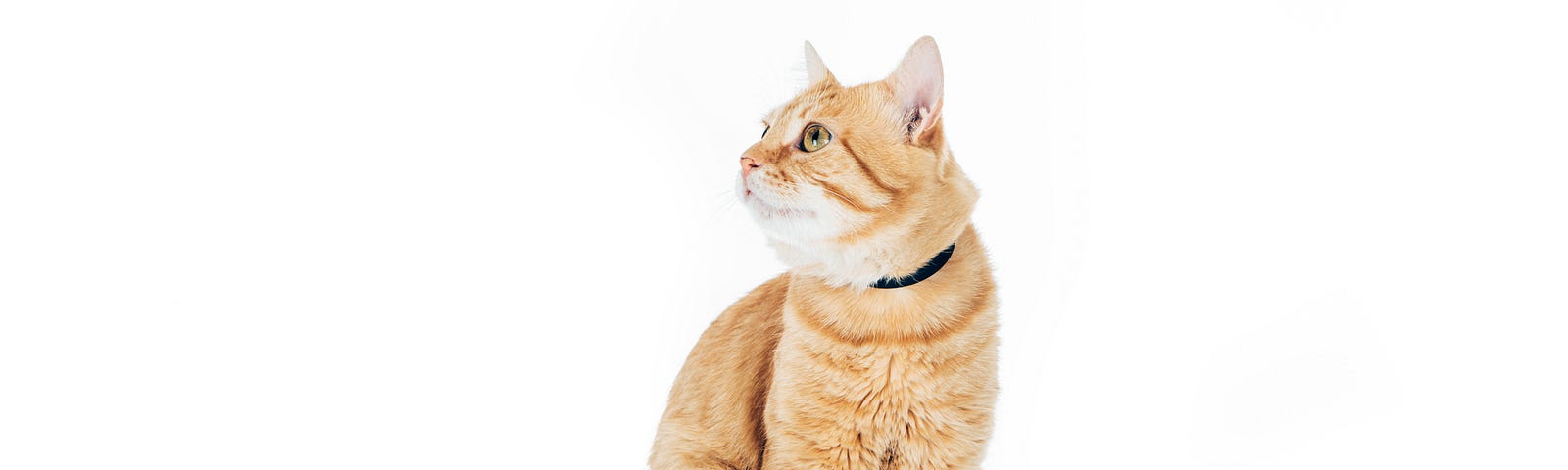 An orange cat stares to the left in a cool and calm manner.