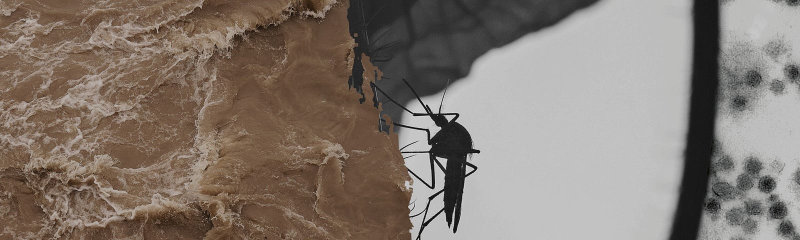A combination of two images, a mosquito and a flood, to demonstrate the relationship between climate change and infectious diseases.