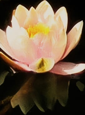 Yellow orange lotus against dark background.