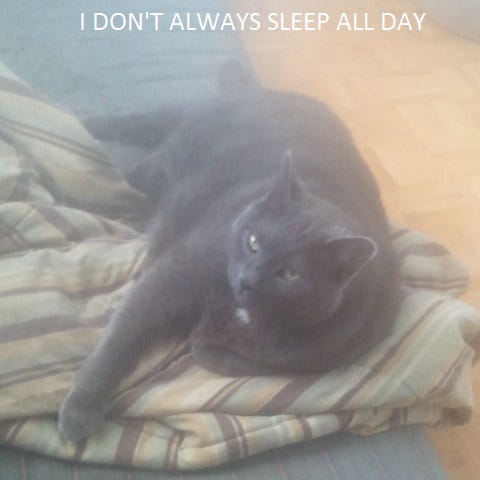 My attempt at a Dos Equis advertisement featuring my fat cat Oswald, lounging on an unmade bed. The caption reads: “I don’t always sleep all day, bbut when I do, I prefer YOUR bed!”