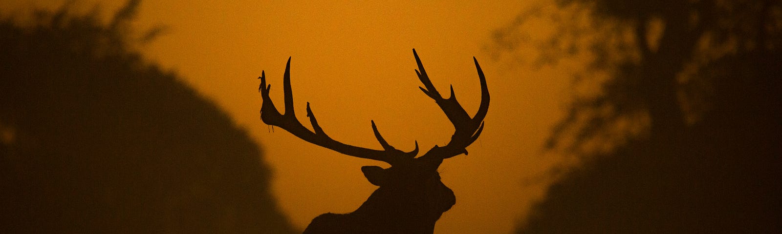 Silhouette of a moose near some trees at dusk.