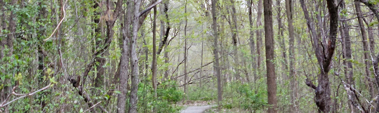 A gravel path winds through the forest. Trees are beginning to bud.