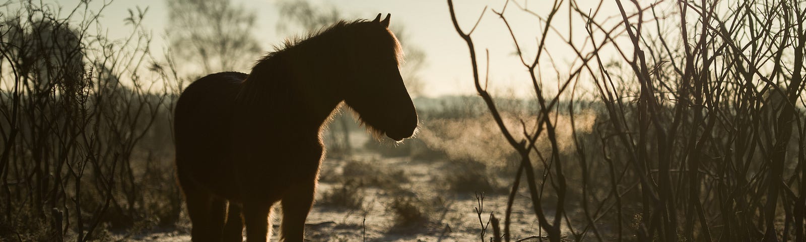 horse silhouette with barren bushes