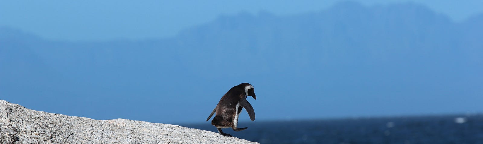Penguin walking down a rocky surface