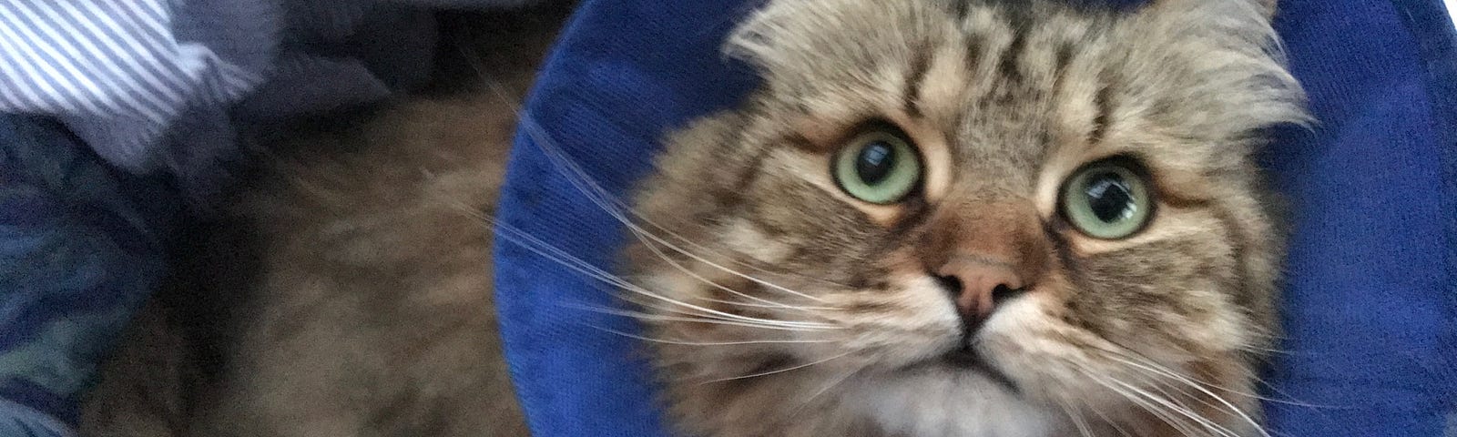 A semi-longhaired cat sitting in a wash-bucket with a blue cone on his head