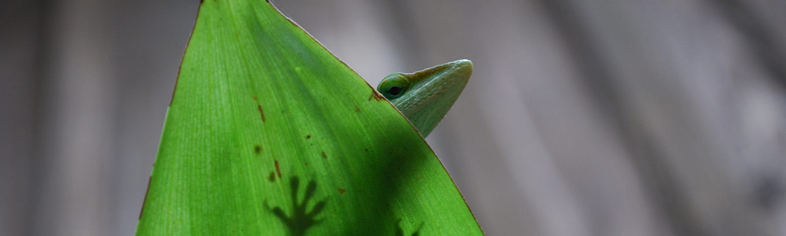 Photo of a Green anole lizard on a large green leaf