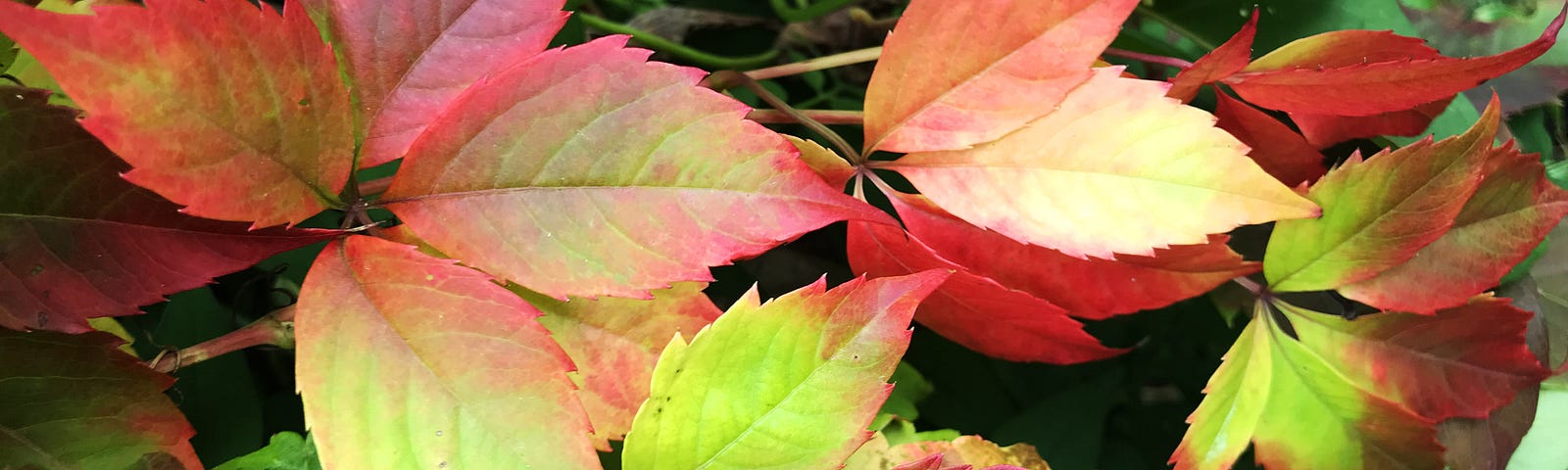 Virginia Creeper turning colour autumn