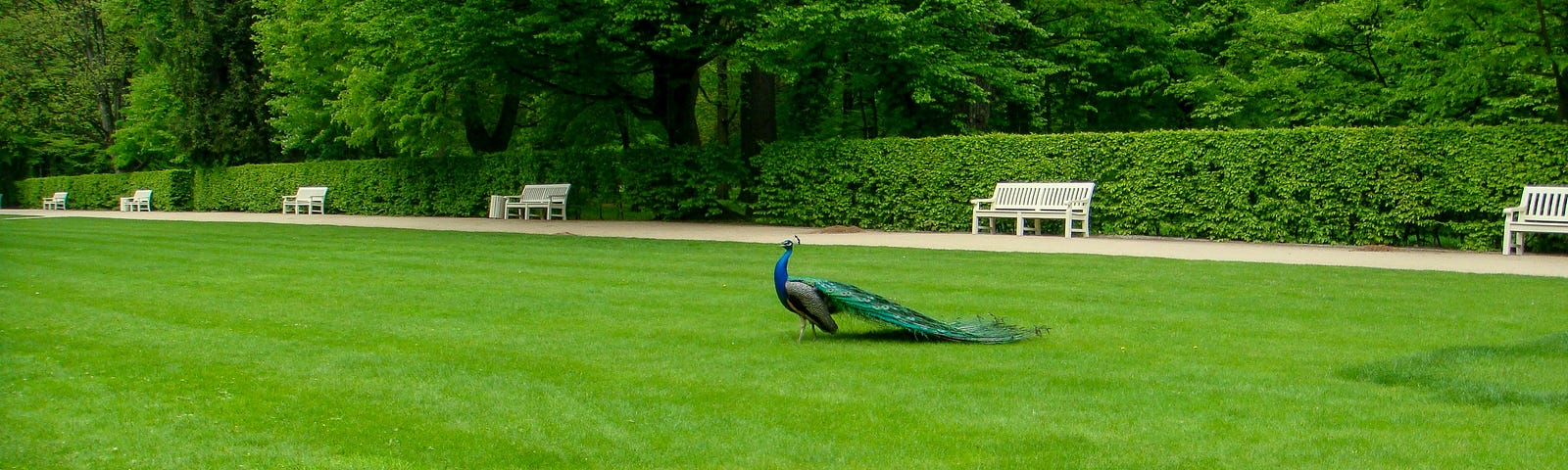 Peacock on mowed grass